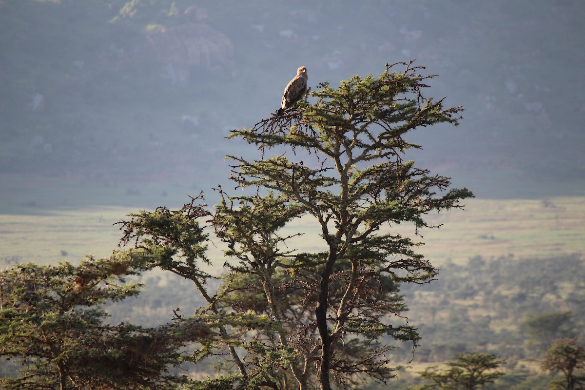 Tawny Eagle - ML175481871