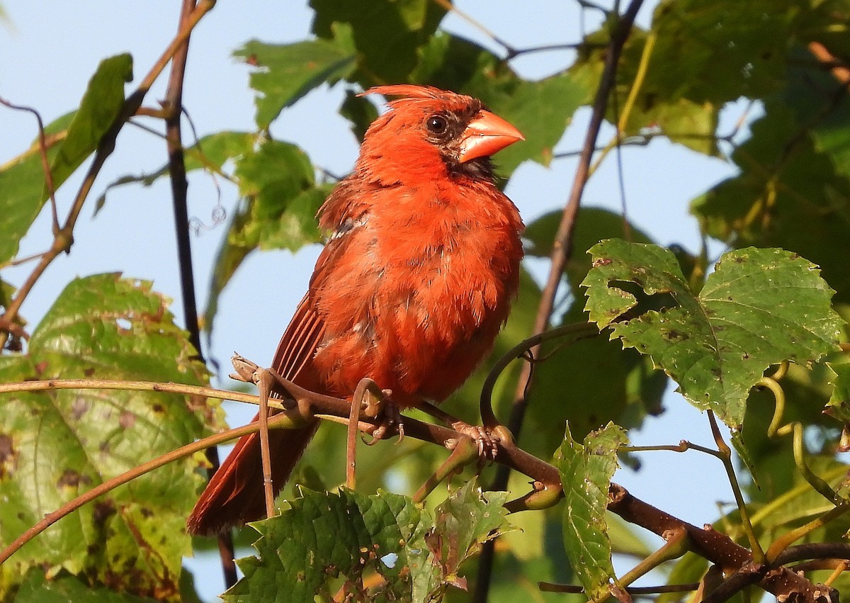 Cardinal rouge - ML175483251