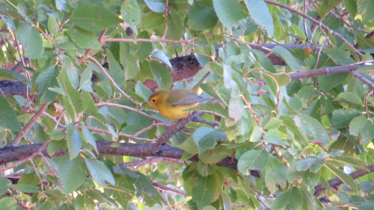 Wilson's Warbler - Merri R