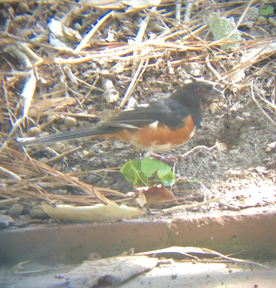Eastern Towhee (Red-eyed) - ML175483411