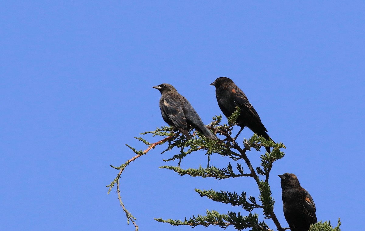 Tricolored Blackbird - ML175483901