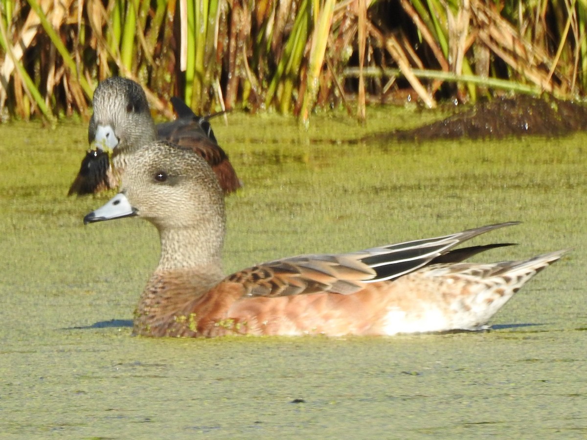 American Wigeon - ML175484241