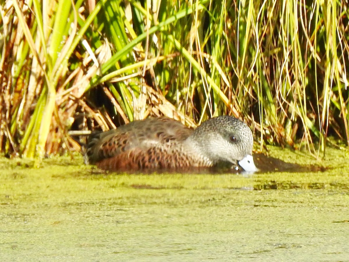American Wigeon - ML175484251