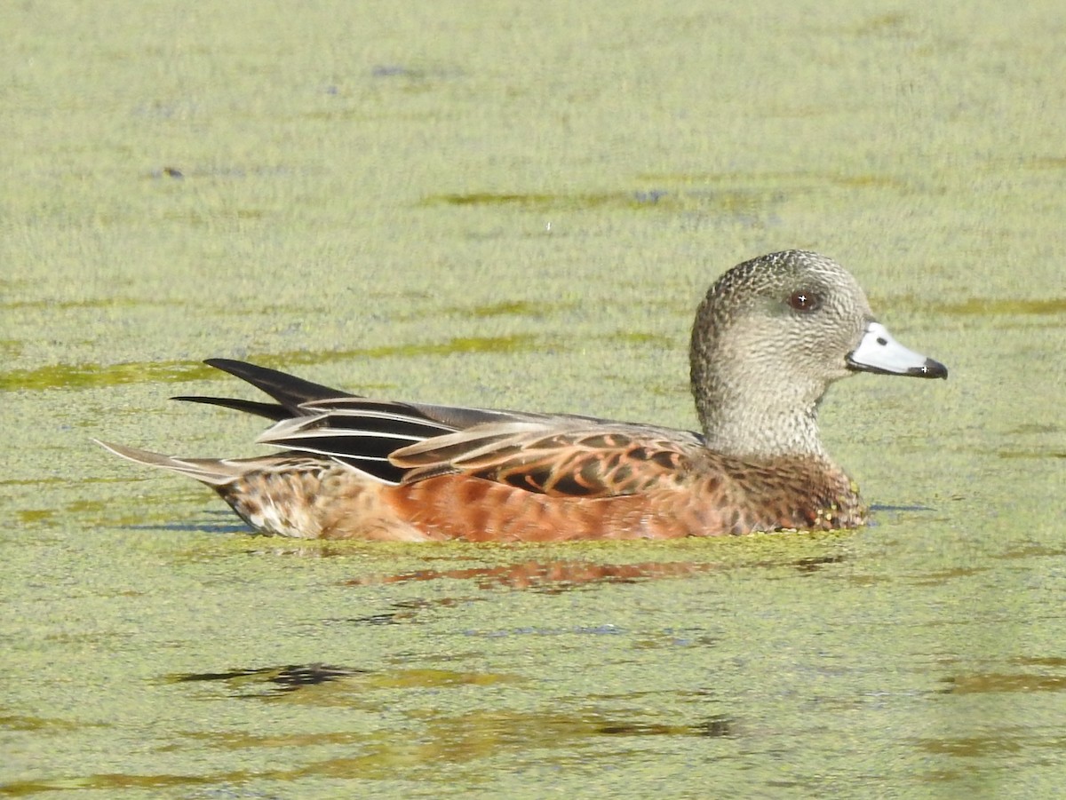 American Wigeon - ML175484321
