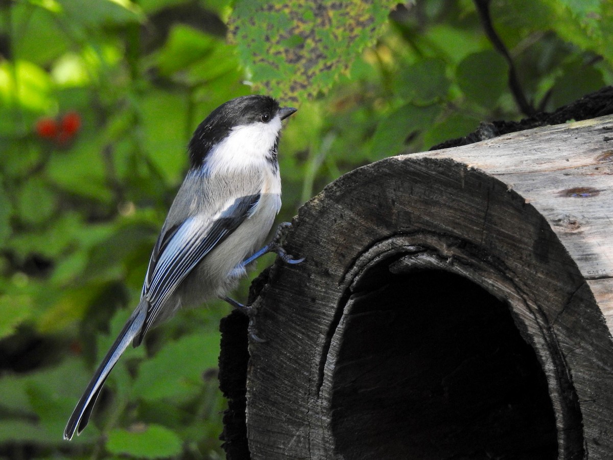 Black-capped Chickadee - ML175484361