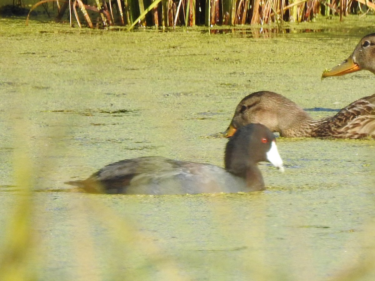 American Coot - ML175484391
