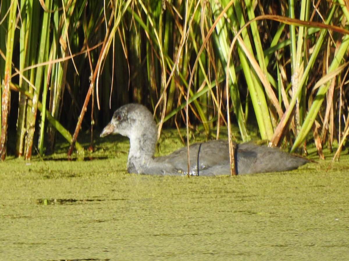 American Coot - ML175484401
