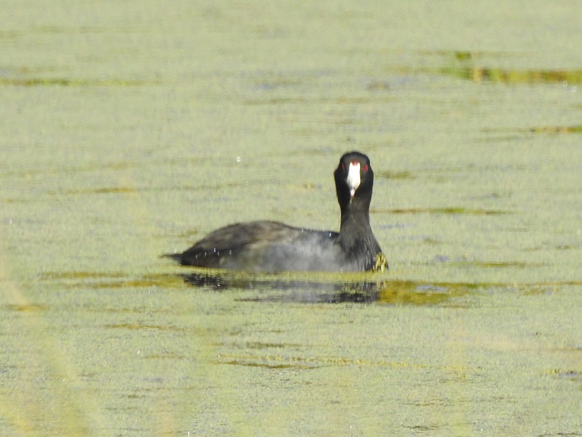 American Coot - ML175484411