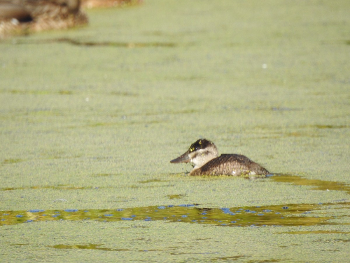 Ruddy Duck - ML175484451