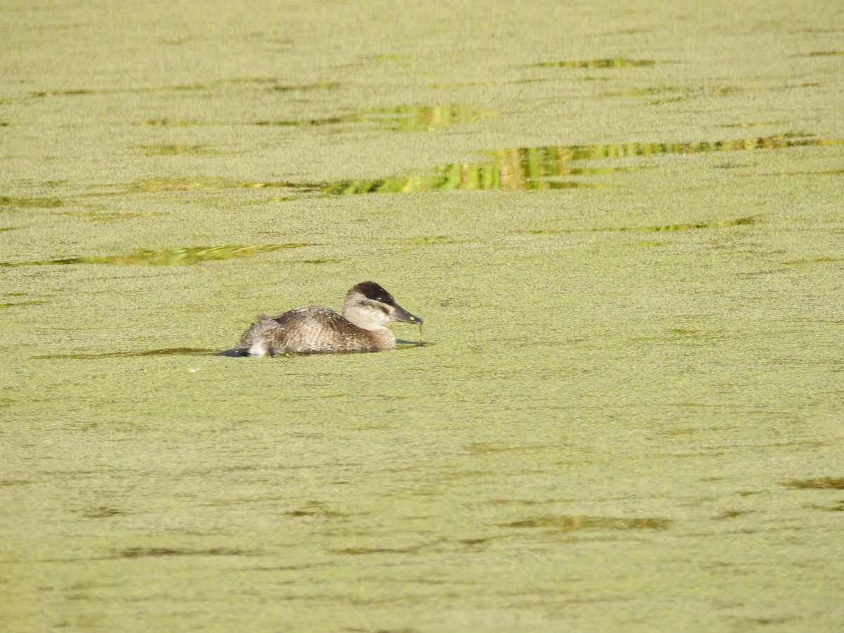 Ruddy Duck - ML175484461