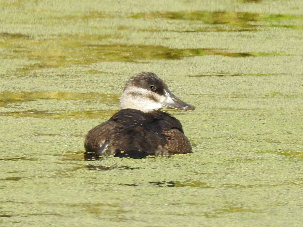 Ruddy Duck - ML175484471