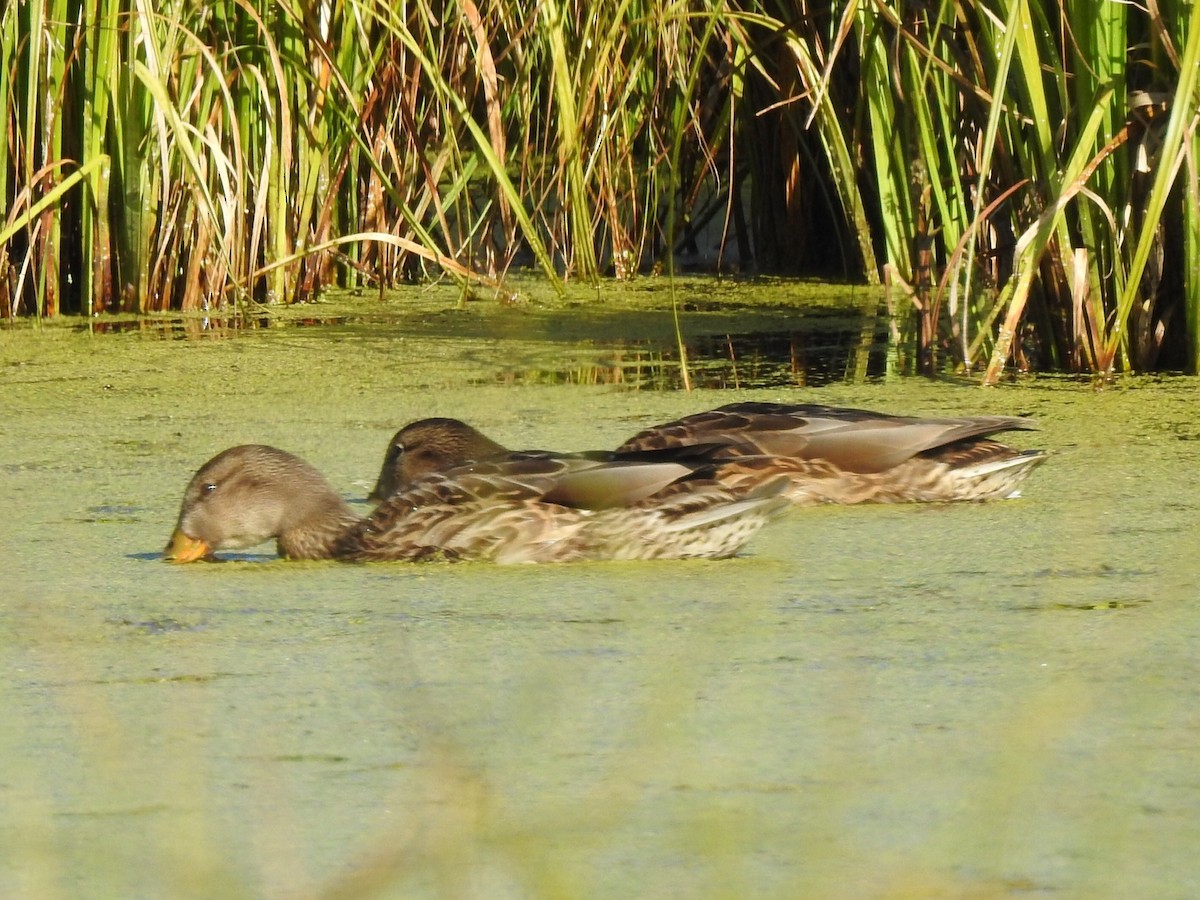 Mallard - ML175484531