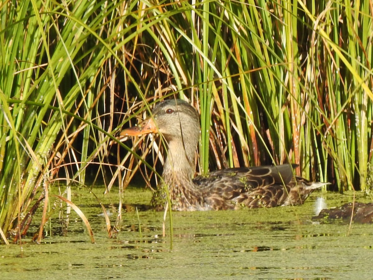 Mallard - ML175484541