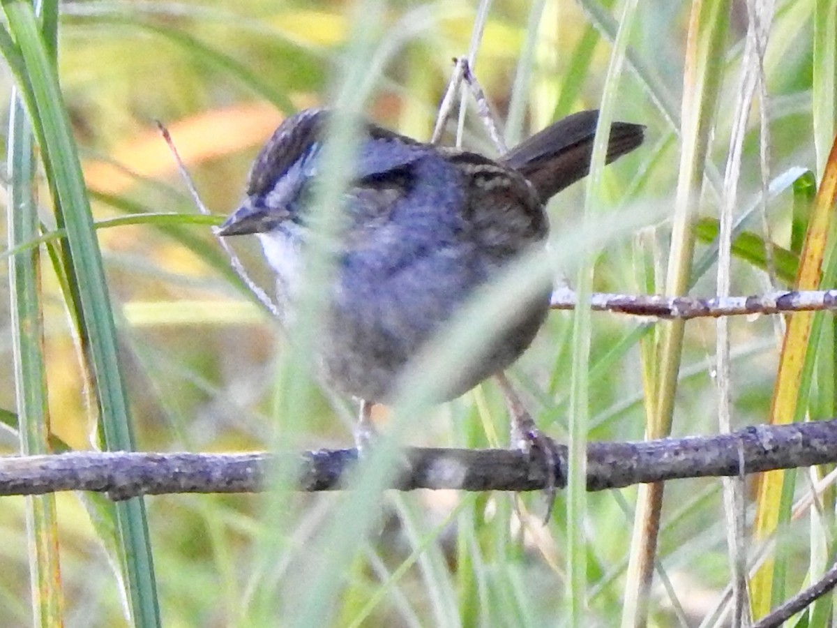 Swamp Sparrow - ML175484641