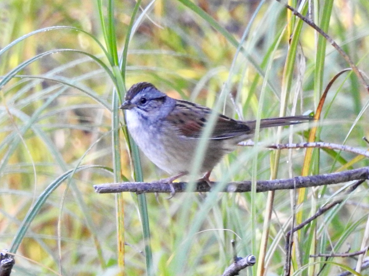 Swamp Sparrow - ML175484651