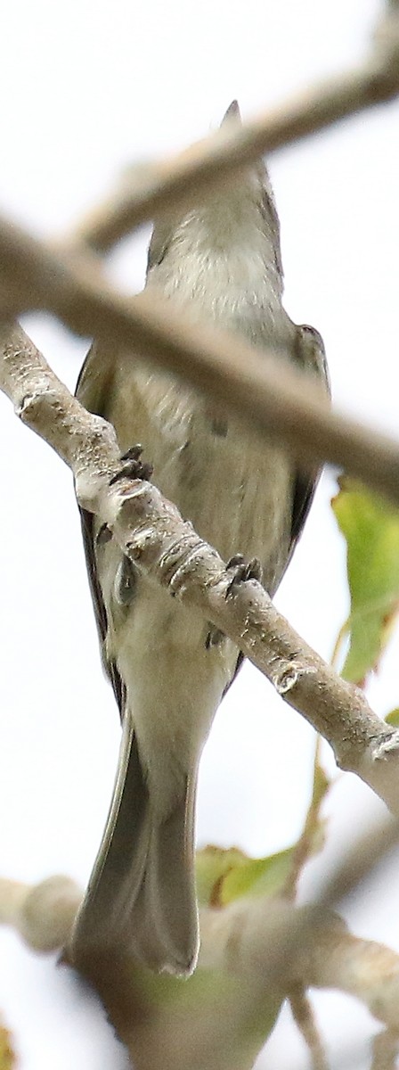 Plumbeous Vireo - Ed Thomas