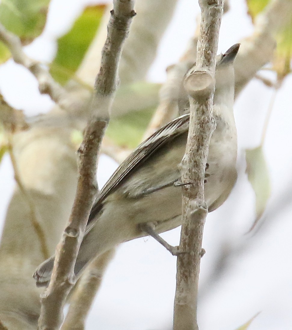 Plumbeous Vireo - ML175485051