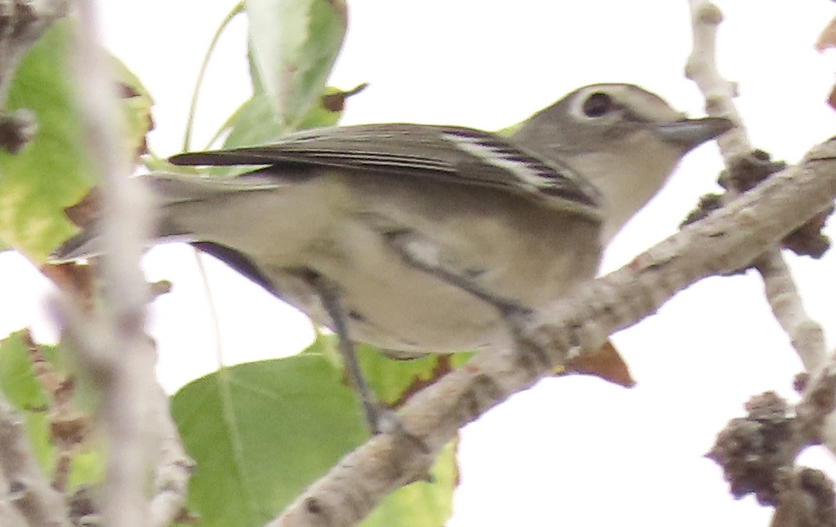 Vireo Plomizo - ML175485091