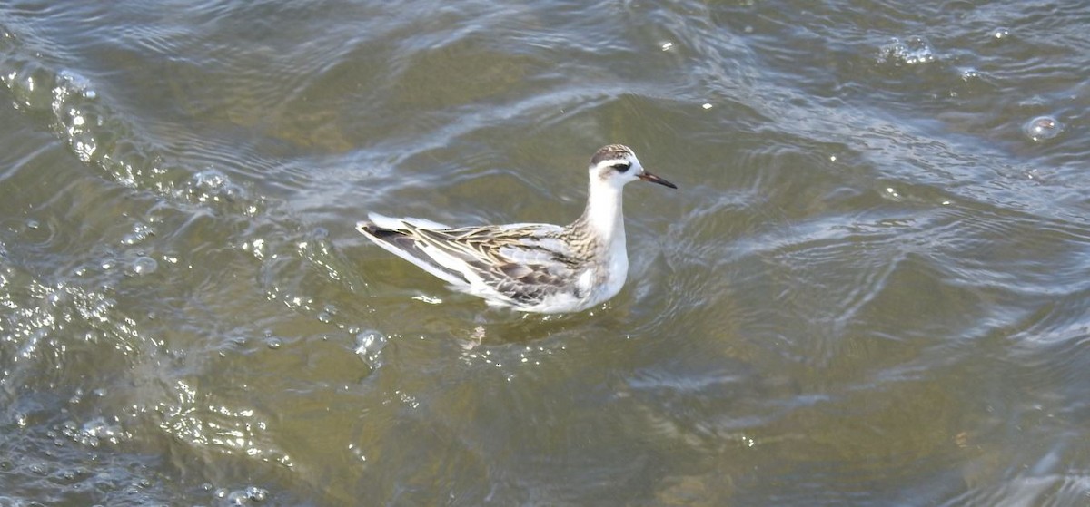 Red Phalarope - Brian Clegg