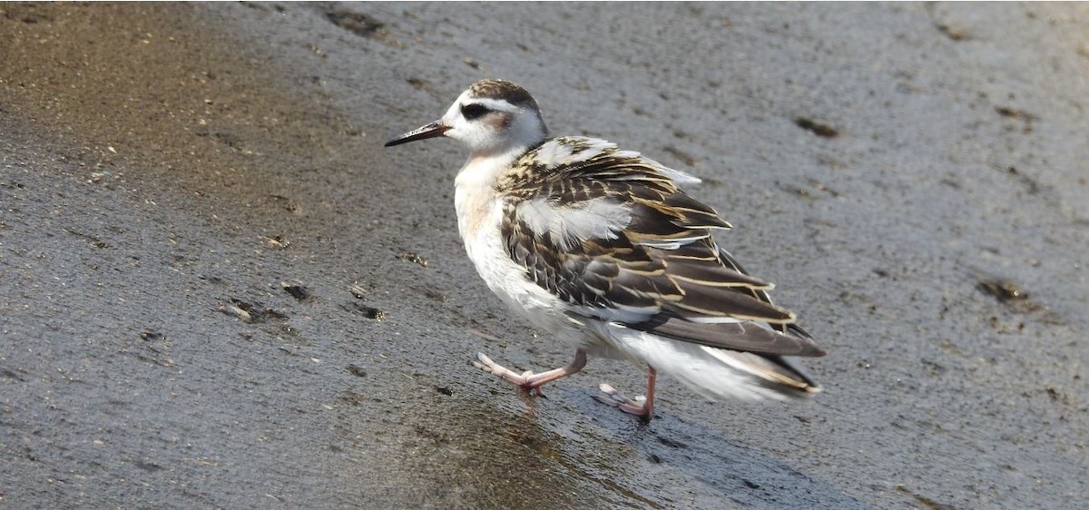 Red Phalarope - Brian Clegg