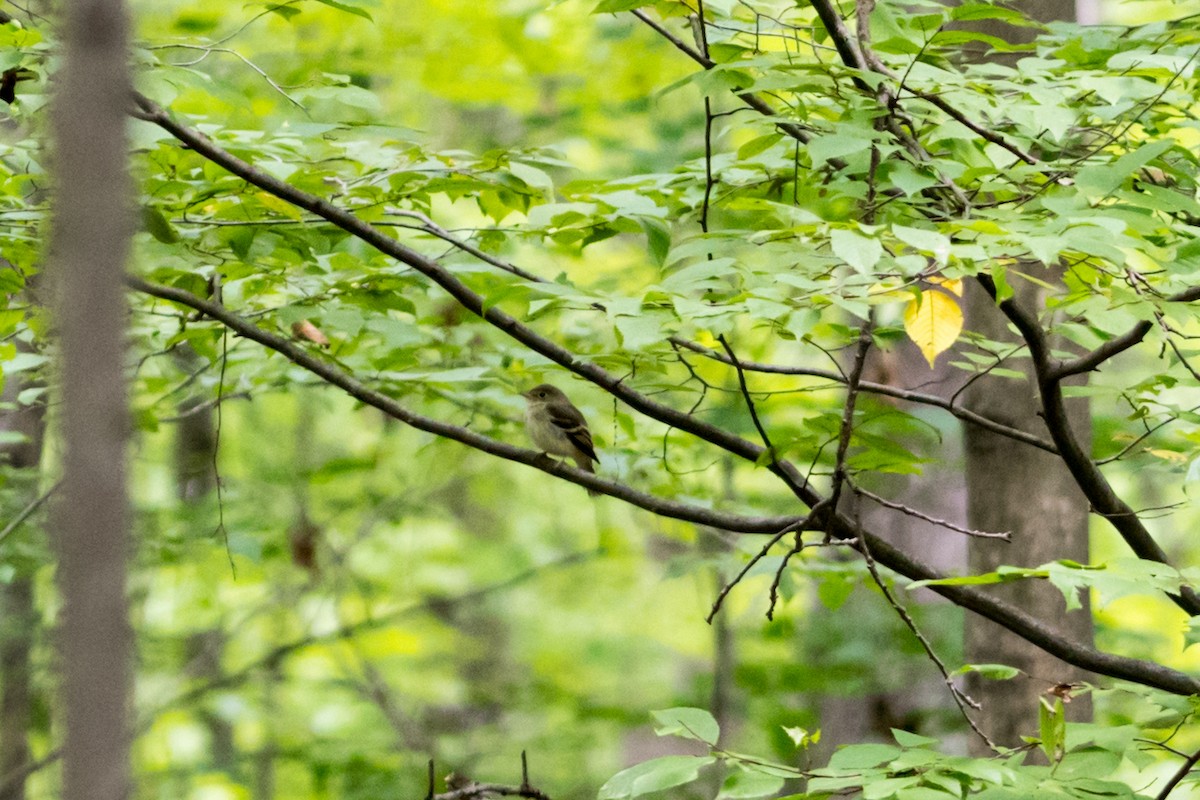 Acadian Flycatcher - ML175485631