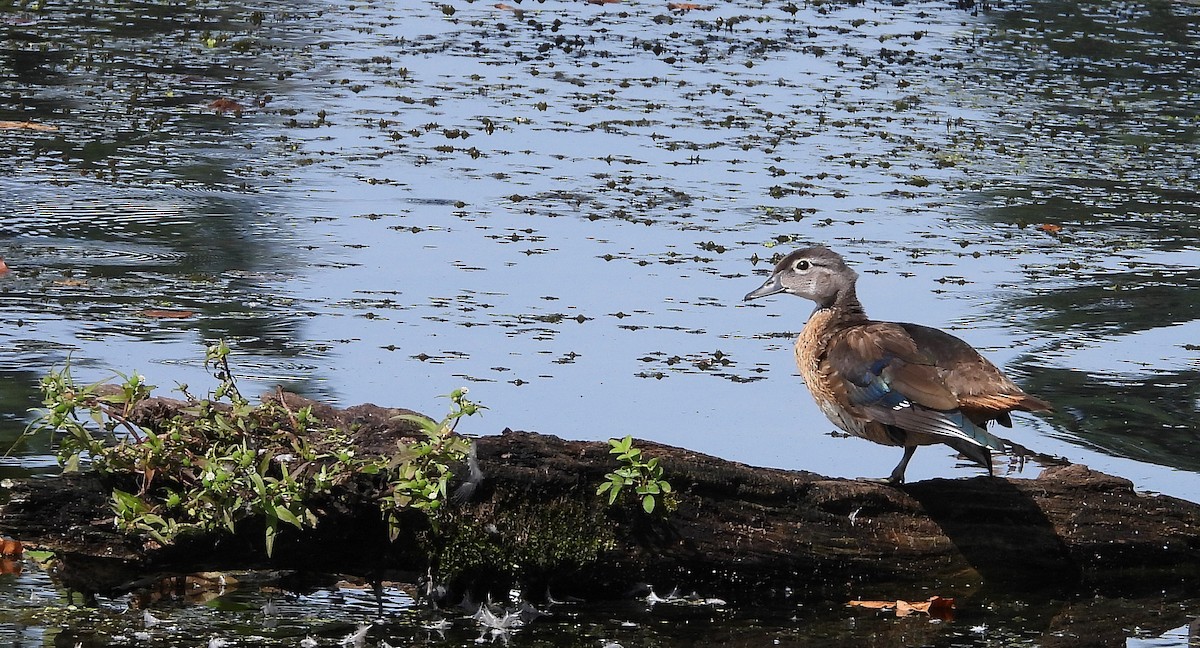 Wood Duck - ML175485801