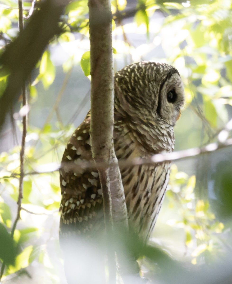 Barred Owl - ML175486201