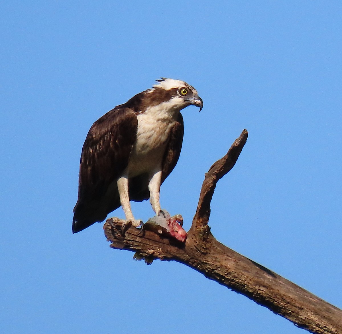 Osprey - ML175486981