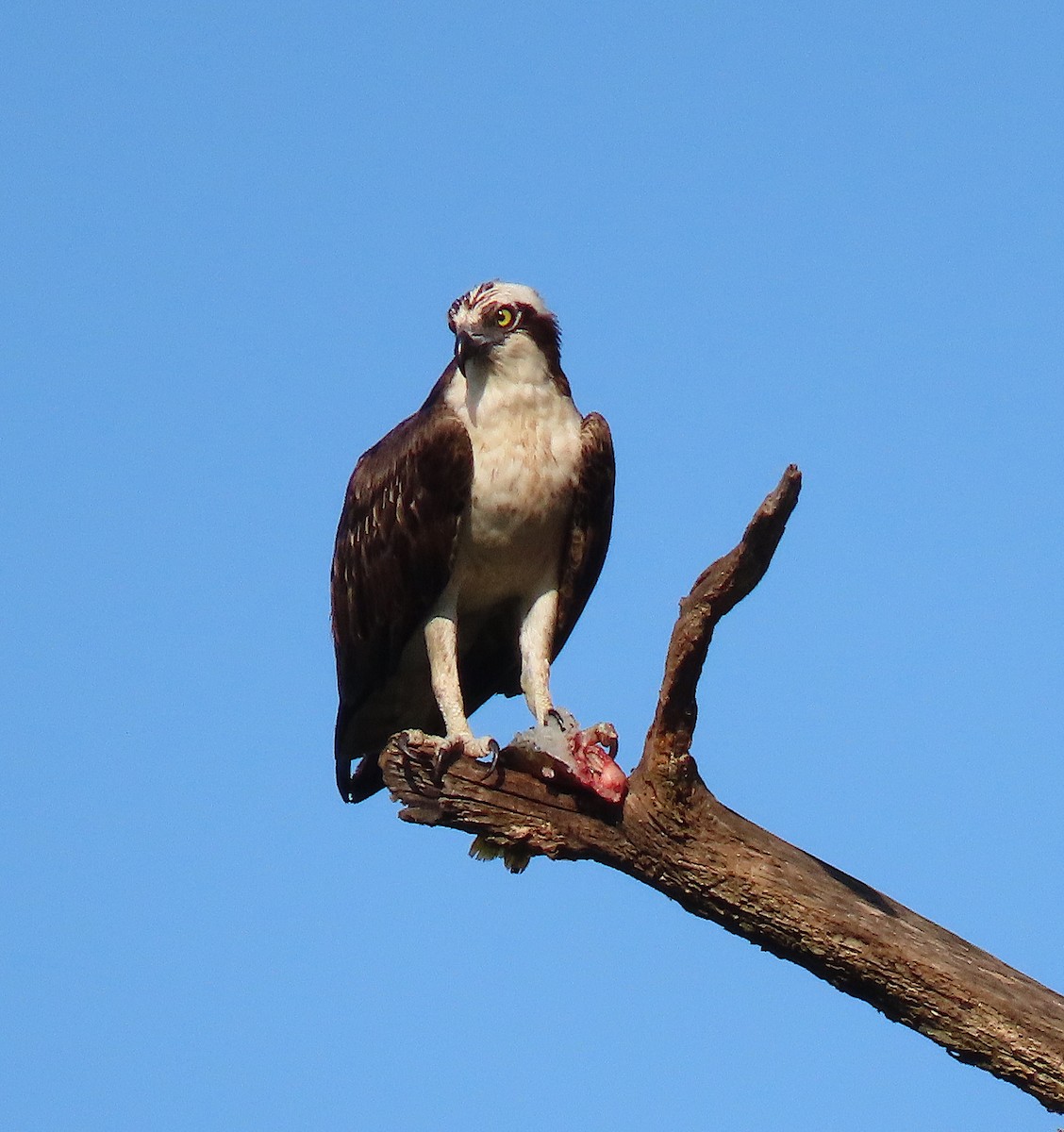 Águila Pescadora - ML175487001