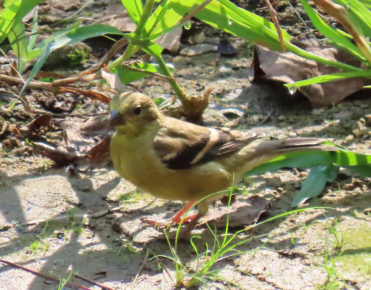 American Goldfinch - ML175487321