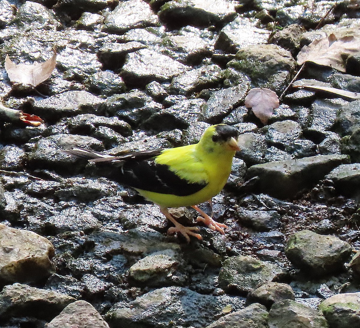 American Goldfinch - ML175487351