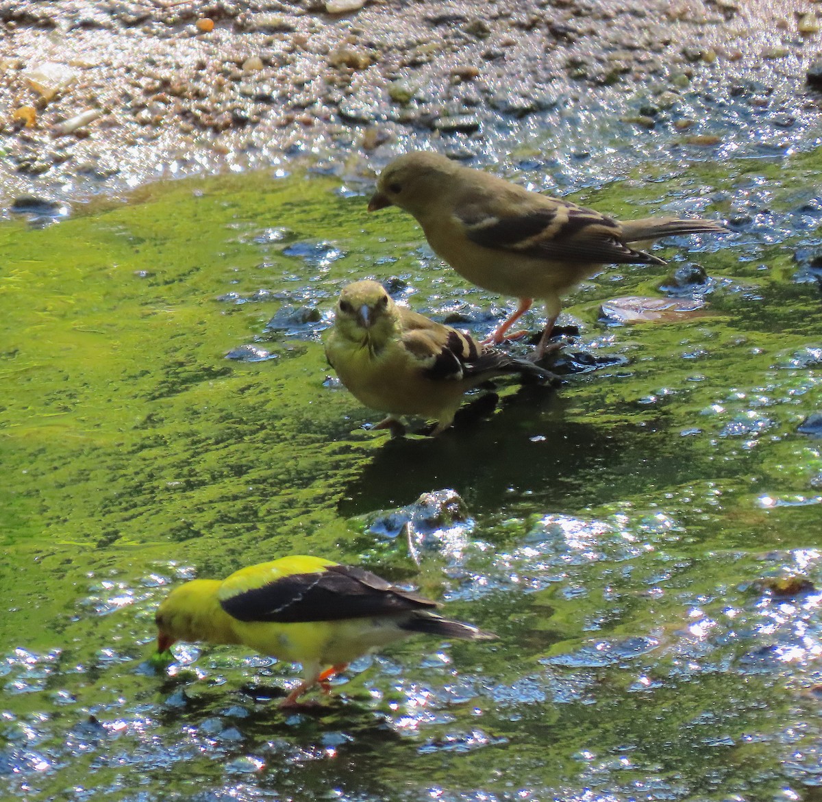 American Goldfinch - ML175487371
