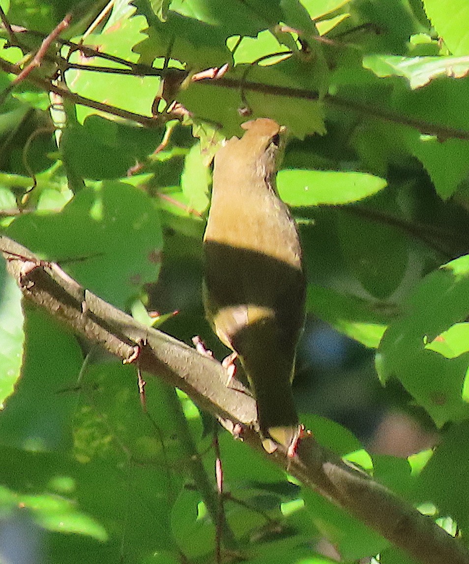 Common Yellowthroat - ML175487431