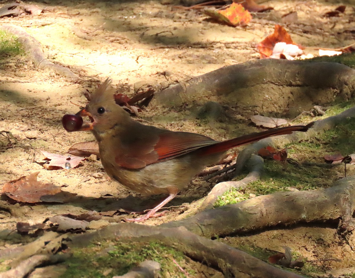 Northern Cardinal - ML175487621