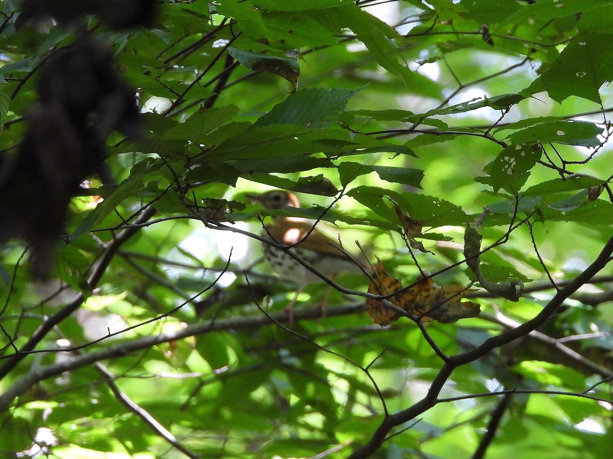 Wood Thrush - ML175487781