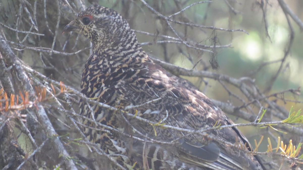 Spruce Grouse (Franklin's) - ML175489291