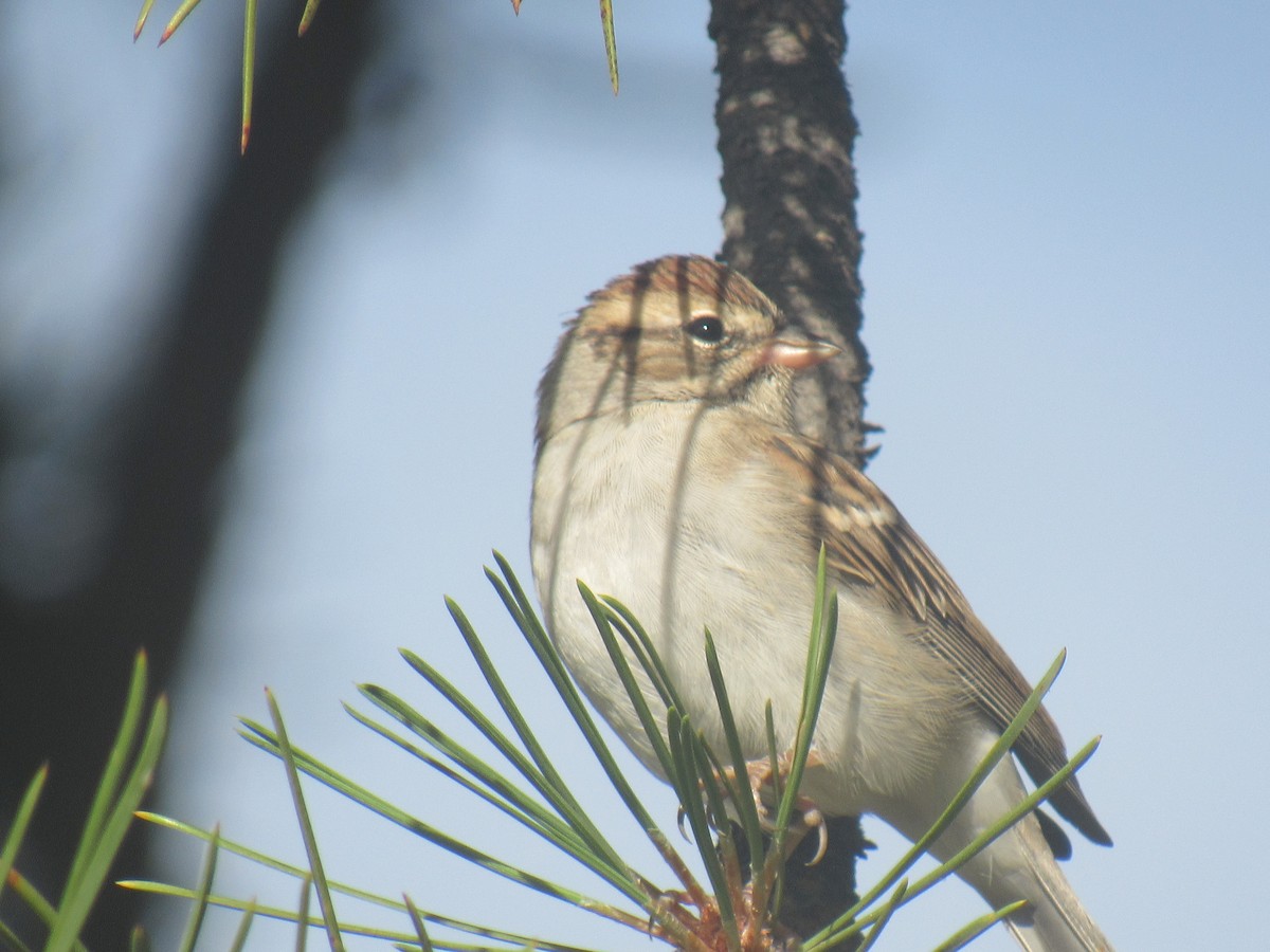 Chipping Sparrow - Ken Wat