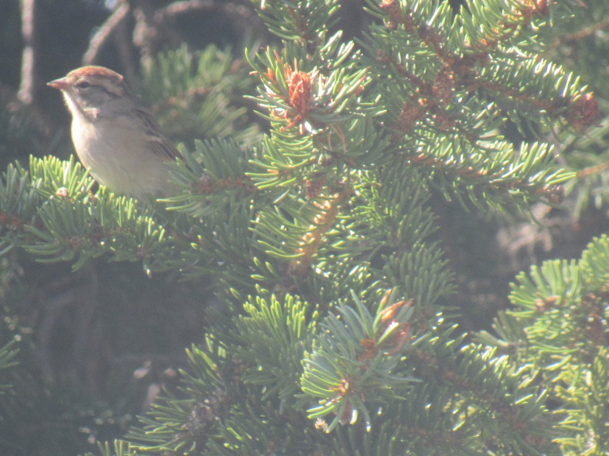 Chipping Sparrow - ML175489481