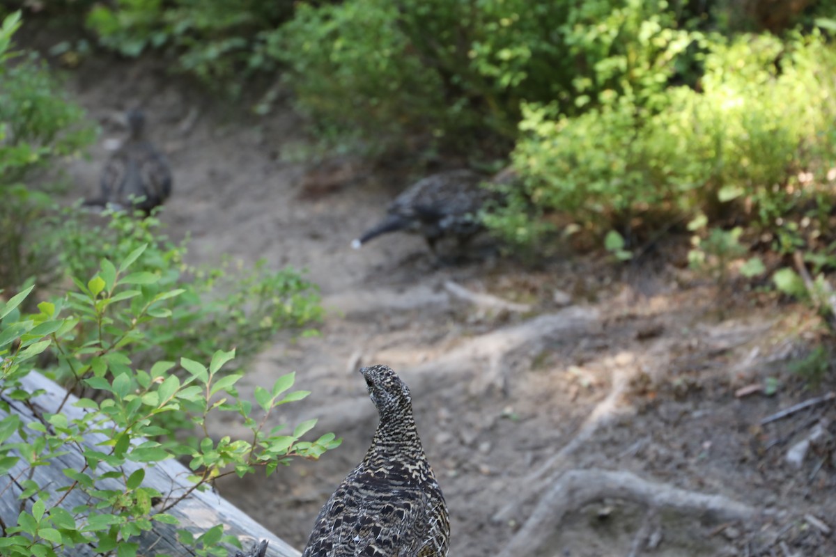 Spruce Grouse (Franklin's) - ML175489531