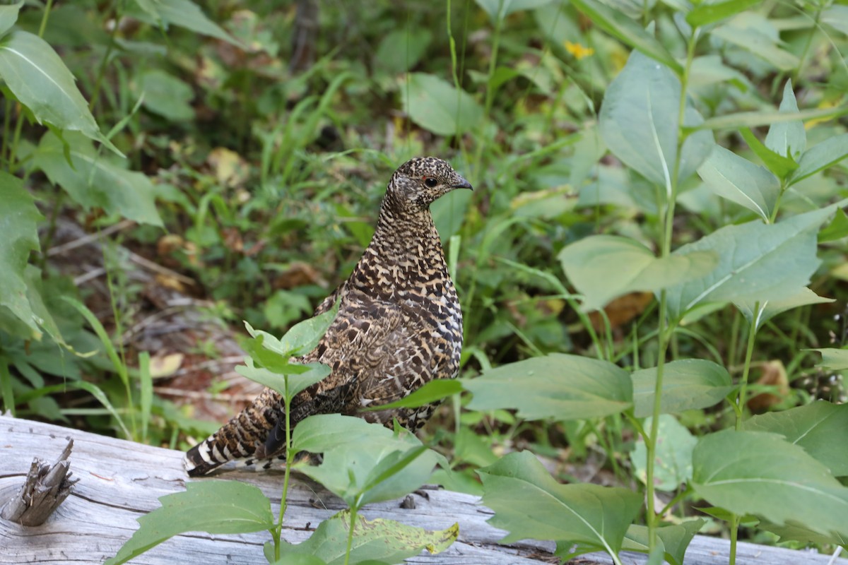 Spruce Grouse (Franklin's) - ML175489541