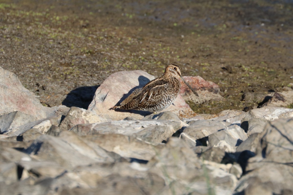 Wilson's Snipe - Chuck Gates