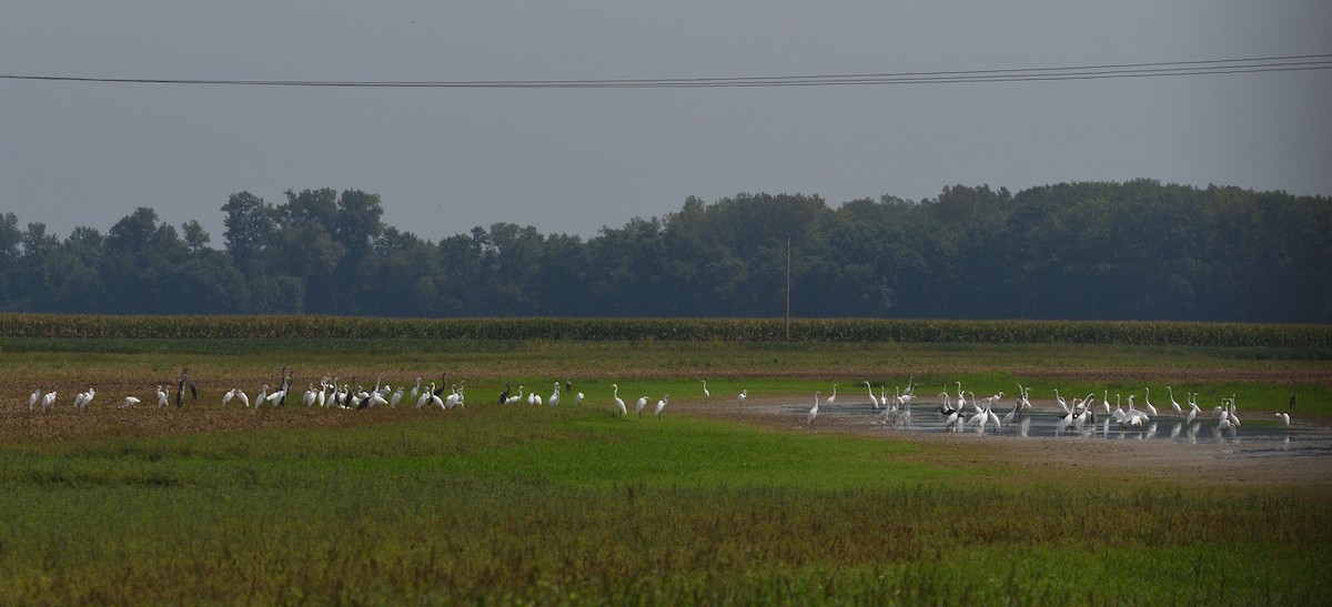 Great Egret - ML175490601