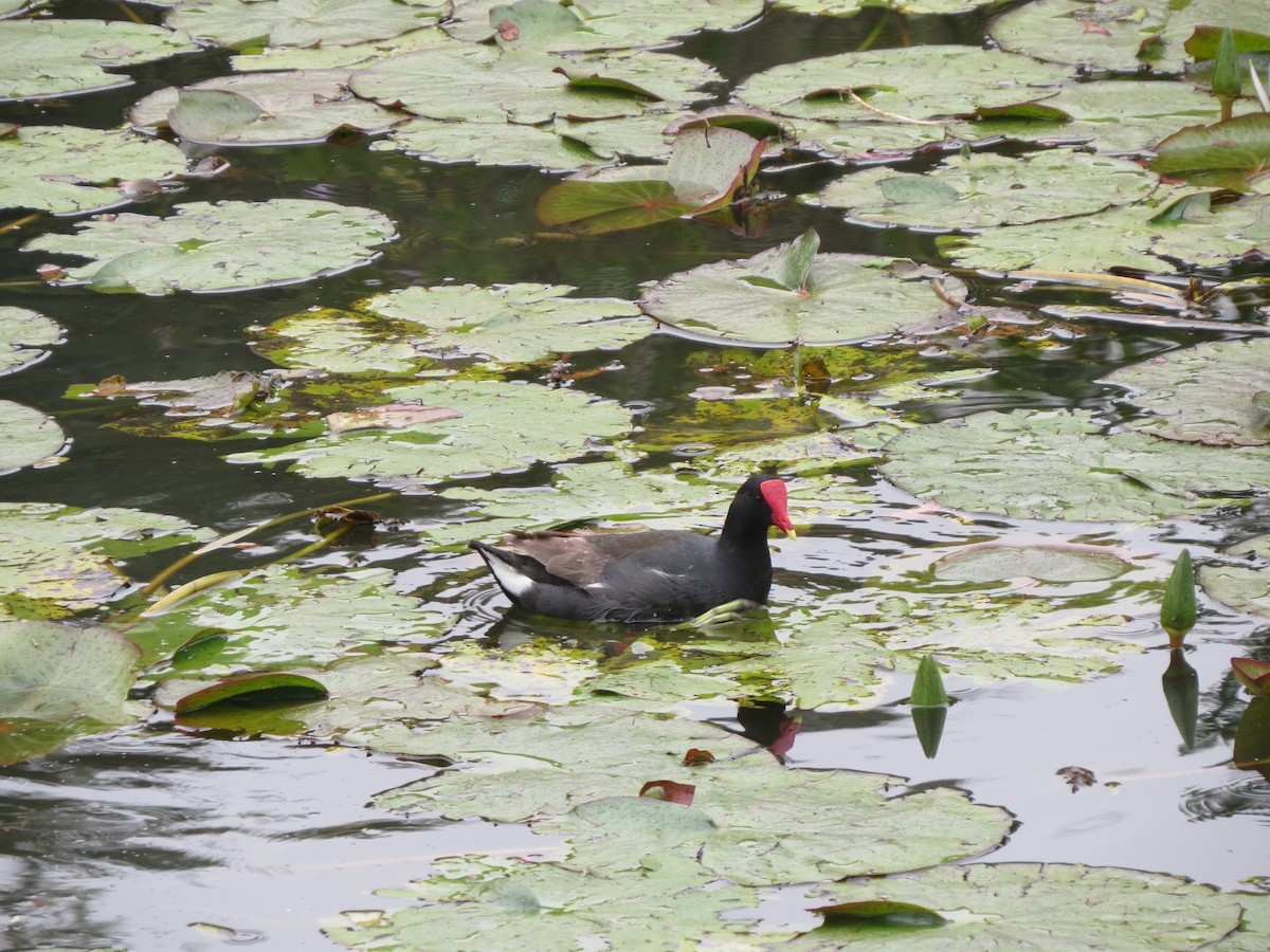 Common Gallinule - Kelly Caroline Soares Pereira