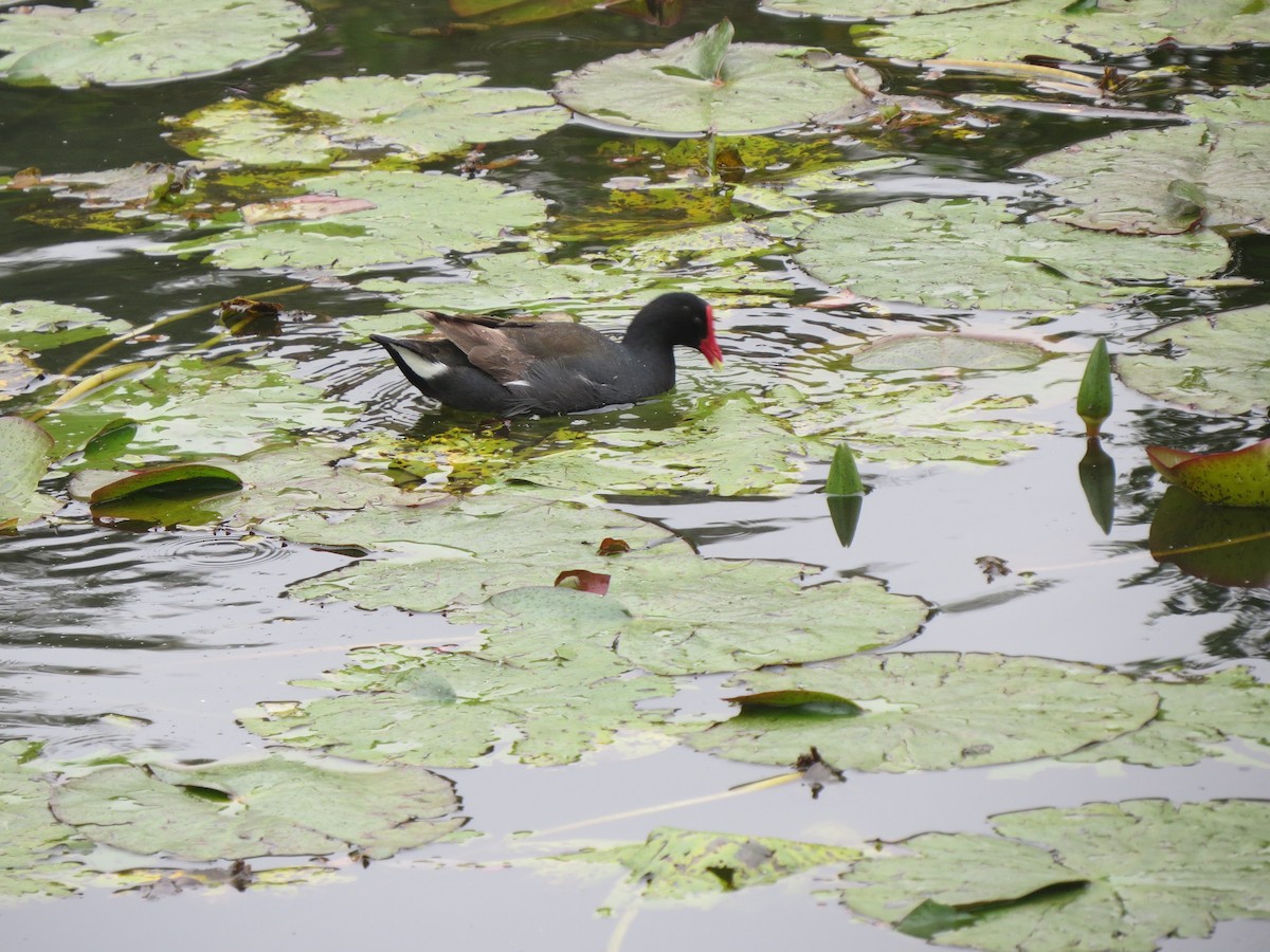 Common Gallinule - Kelly Caroline Soares Pereira