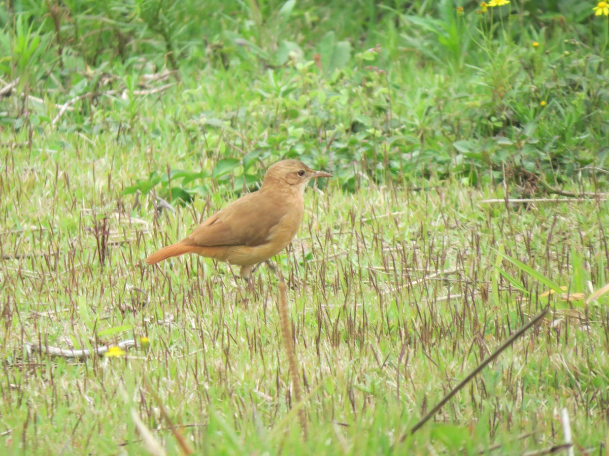 Rufous Hornero - Kelly Caroline Soares Pereira