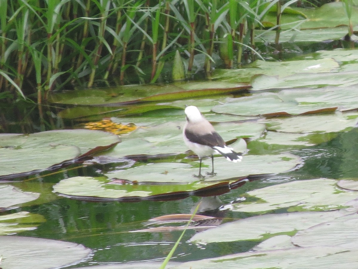 Graurücken-Wassertyrann - ML175495781