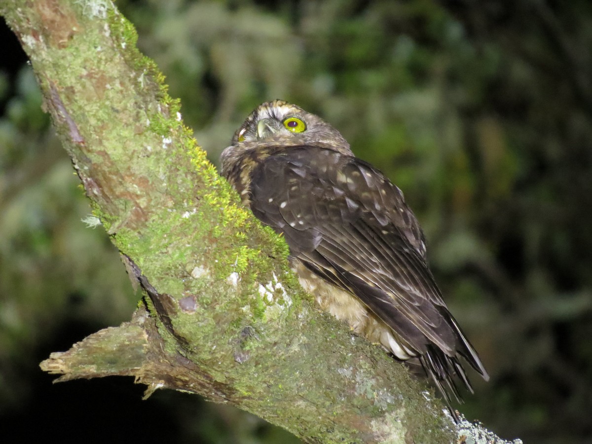 Morepork - ML175496191