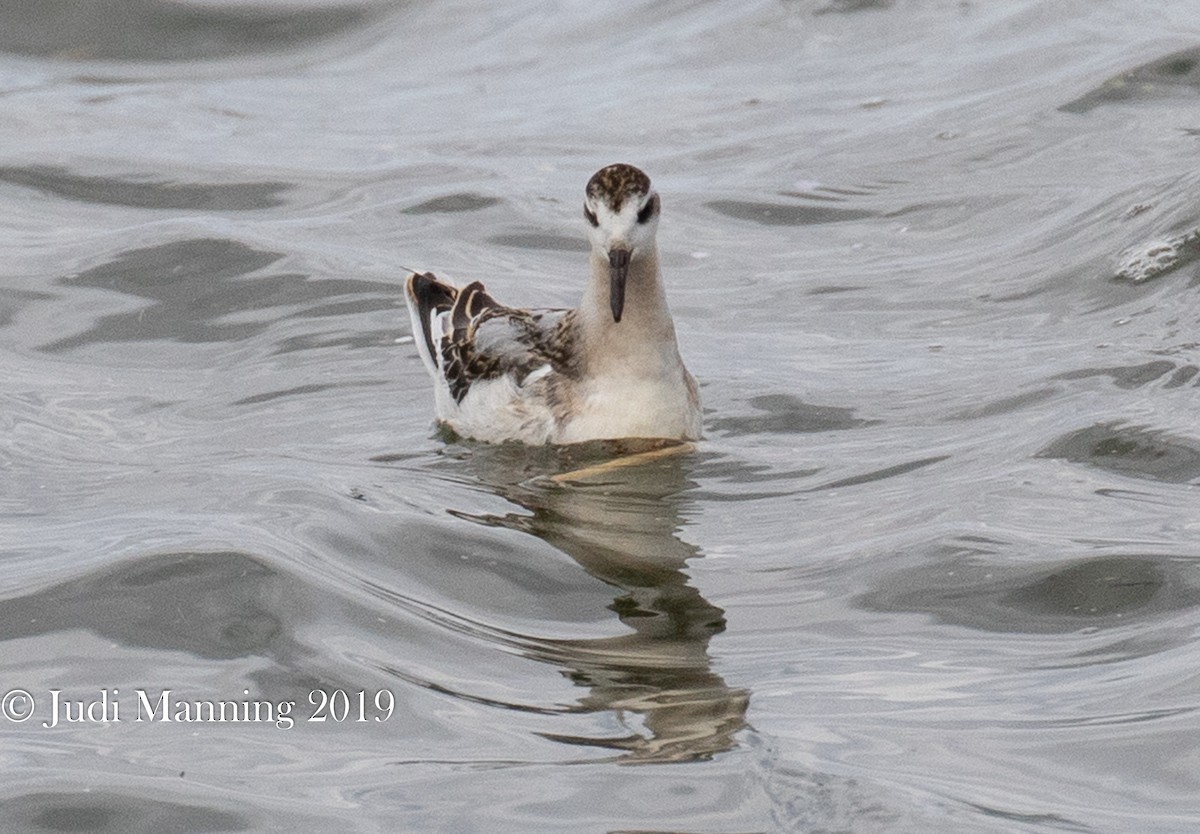 Red Phalarope - Carl & Judi Manning