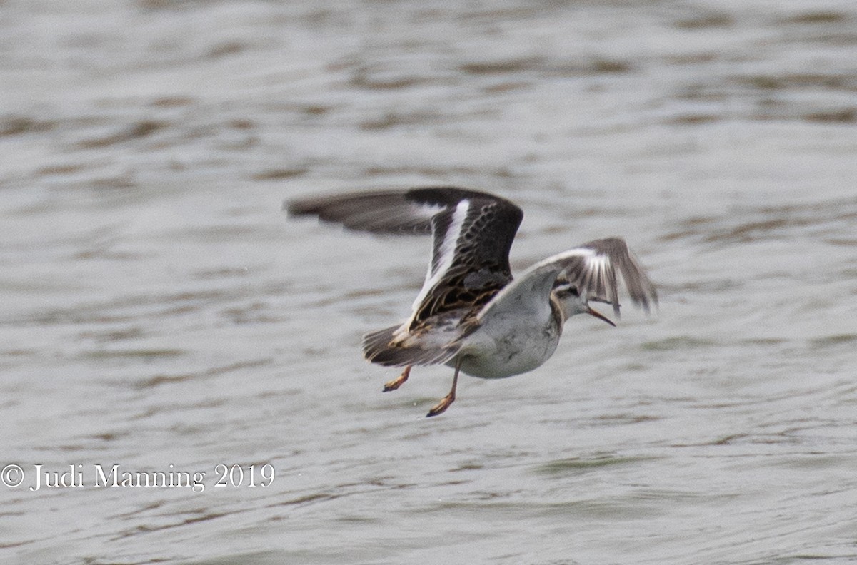 Phalarope à bec large - ML175496891