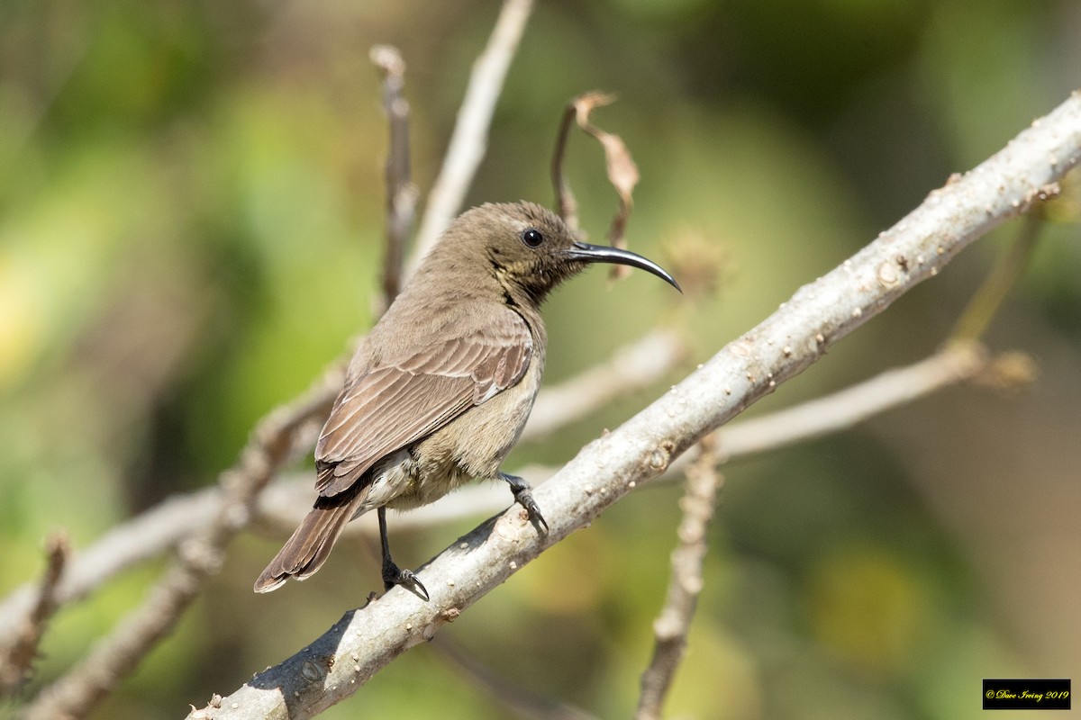 Scarlet-chested Sunbird - ML175498141